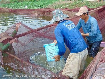 Kỹ thuật vận chuyển cá giống