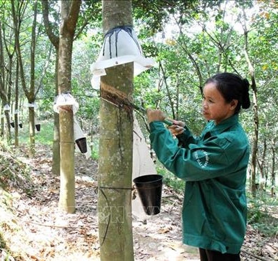 Cây cao su bước đầu mang lại hiệu quả ở vùng cao Yên Bái