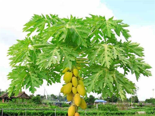 Nước ép lá đu đủ và mật ong trị đau dạ dày