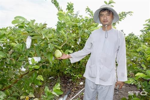 Sóc Trăng: Trồng ổi trên đất phèn, thu hàng tỷ đồng mỗi năm