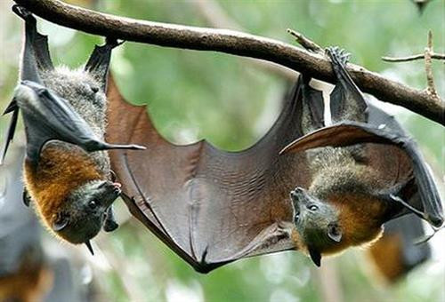 Hoạt động xâm lấn thiên nhiên của con người làm gia tăng các loại dịch bệnh do virus