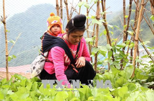 Cuộc sống của người dân vùng lũ Mường La đang dần hồi sinh