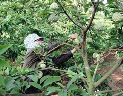 Huyện vùng cao Võ Nhai giảm nhanh số hộ nghèo