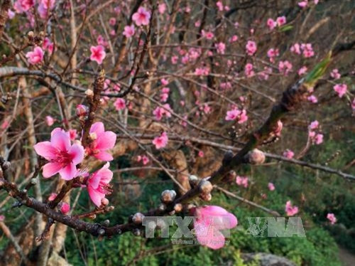 Hoa đào rừng trên vùng cao Sơn La