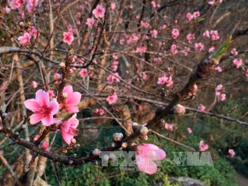 Hoa đào rừng trên vùng cao Sơn La