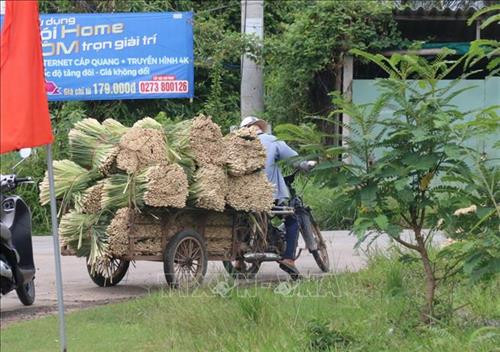 Nâng cao chuỗi giá trị cây sả Tân Phú Đông