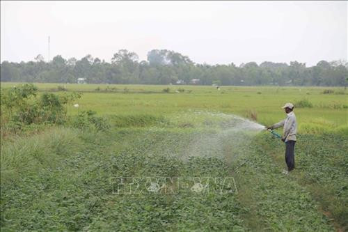 Trà Vinh chuyển đổi cơ cấu cây trồng hiệu quả