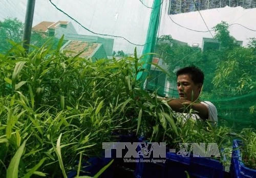 Khởi nghiệp từ những mô hình trồng rau an toàn