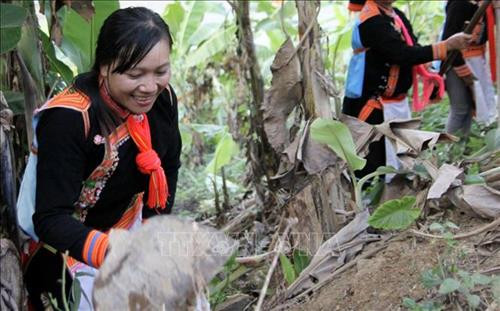 Phàn Thị Phương - Nữ bí thư chi bộ trẻ dân tộc Dao đi đầu trong phát triển kinh tế tại vùng biên giới