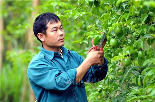 Trưởng bản Lò Văn Chơ gương mẫu đi đầu phát triển kinh tế, xóa đói nghèo
