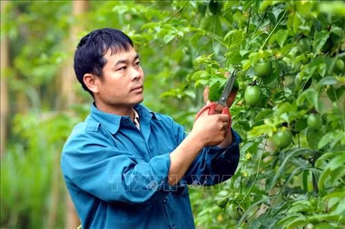 Trưởng bản Lò Văn Chơ gương mẫu đi đầu phát triển kinh tế, xóa đói nghèo