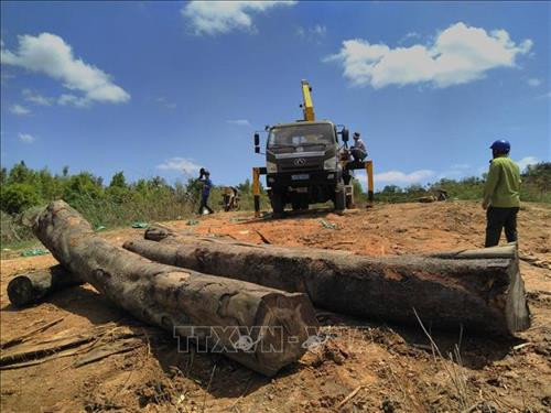 Kon Tum tăng cường công tác quản lý và bảo vệ rừng
