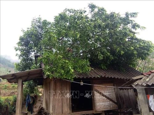 Quảng Trị: Khẩn trương khắc phục hậu quả mưa đá và lốc xoáy tại huyện Đakrông