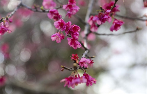 Điện Biên: Hoa anh đào rực rỡ giữa lòng hồ Pá Khoang