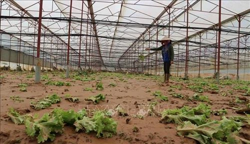Vùng lúa Cát Tiên khắc phục hậu quả lũ lịch sử