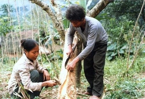 Hà Tĩnh nỗ lực bảo tồn và phát triển đồng bào dân tộc Chứt