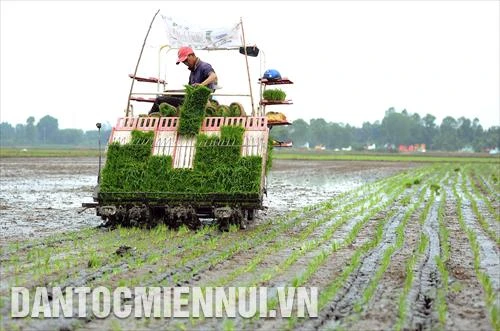Long An thực hiện nhiều giải pháp phát triển nông nghiệp