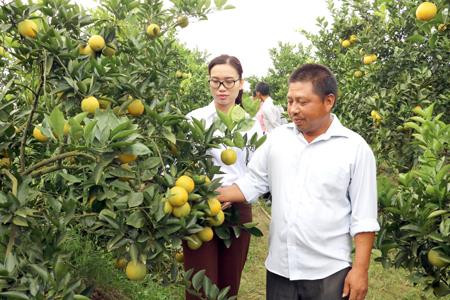 Hưng Yên áp dụng công nghệ nano trên cây ăn quả