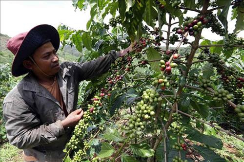 Đắk Nông sẽ tổ chức “Ngày cà phê Việt Nam”