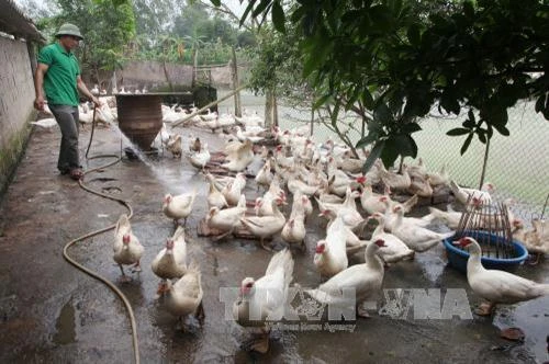 2 dòng ngan VS có nhiều ưu điểm vượt trội