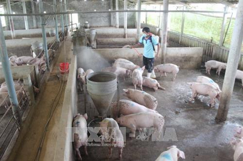 Thanh Hóa tập trung ổn định sản xuất, chăn nuôi sau lũ
