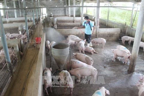 Thanh Hóa tập trung ổn định sản xuất, chăn nuôi sau lũ