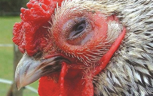 Phòng trị bệnh viêm đường hô hấp mãn tính ở gà