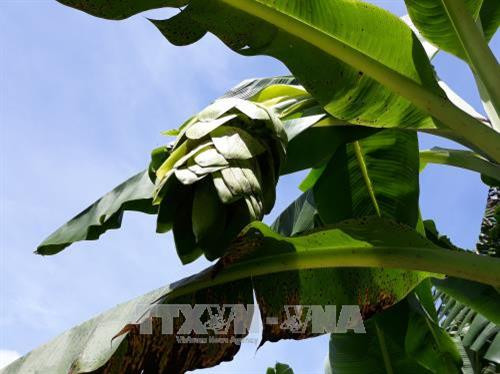 Đánh thức tiềm năng du lịch sinh thái Vườn quốc gia Phước Bình
