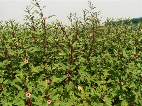 Phương pháp trồng cây Atisô đỏ