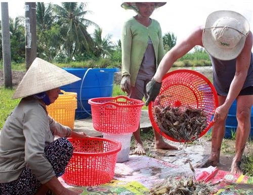 Khó khăn bảo hộ thương hiệu đã được công nhận ở Kiên Giang