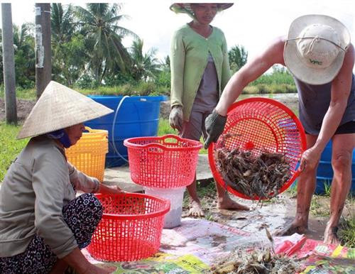 Khó khăn bảo hộ thương hiệu đã được công nhận ở Kiên Giang