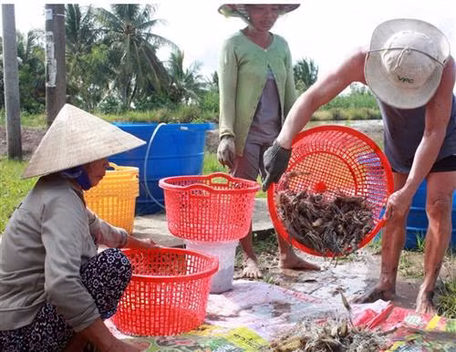 Khó khăn bảo hộ thương hiệu đã được công nhận ở Kiên Giang