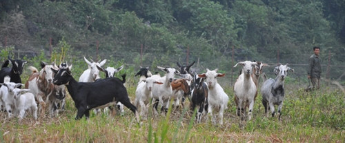 Nuôi dê núi thu tiền tỷ