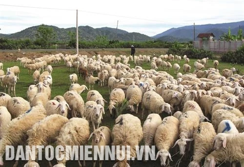 Dự án hỗ trợ tam nông ở Ninh Thuận