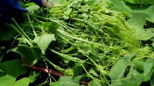 Đinh Văn Long - Người mở hướng làm giàu từ su su ở vùng cao Tân Lạc