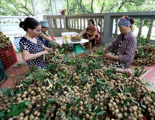 Nhãn lồng Hưng Yên vươn dài trải rộng thị trường