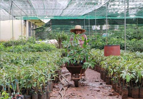 Đẩy mạnh phát triển sản xuất giống cây, vật nuôi