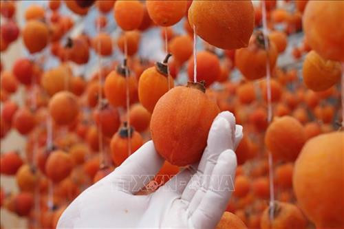 Lâm Đồng: Hồi sinh nghề sấy gió quả hồng