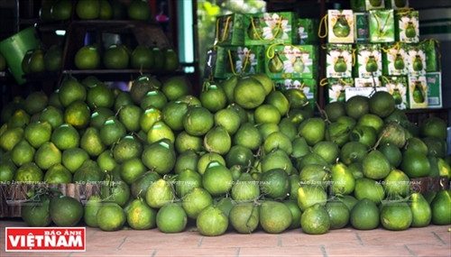 Bưởi ngọt trên cù lao Tân Triều