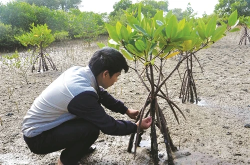 Kỹ thuật trồng cây đước