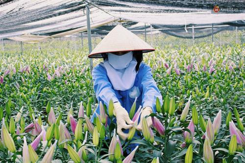Một số giống hoa lily trồng phổ biến