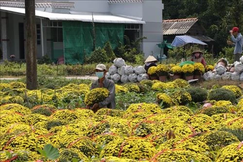 Tết "vui" với người trồng hoa Chợ Lách