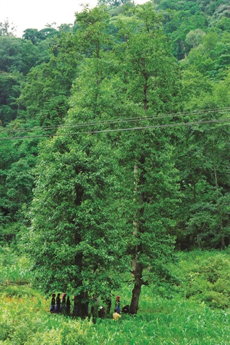 Độc đáo lễ cúng "Thần rừng" của dân tộc Pu Péo