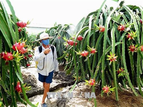 Trái cây sạch cho thị trường nội địa (Bài cuối)