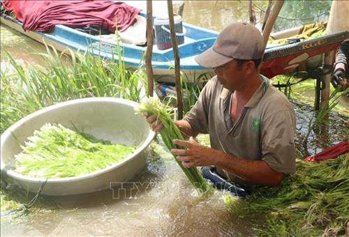 Đồng bằng sông Cửu Long mùa nước nổi - Bài cuối