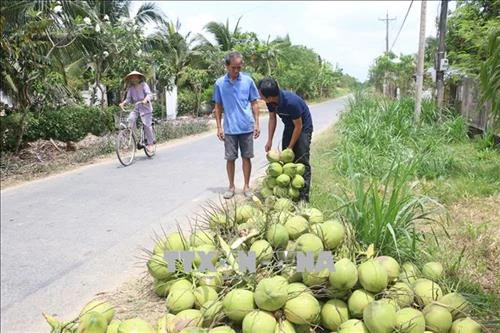 Bến Tre xây dựng chuỗi giá trị dừa