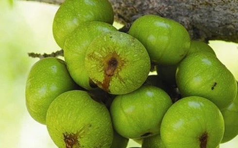 Công dụng tuyệt vời của quả sung