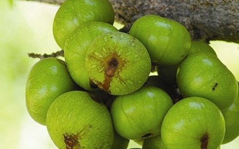 Công dụng tuyệt vời của quả sung