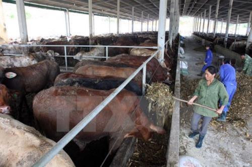 Triển khai dự án đầu tư liên kết nuôi bò giống cao sản