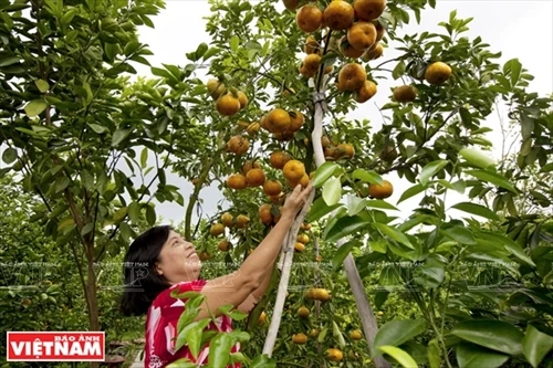“Vương quốc” quýt hồng Lai Vung